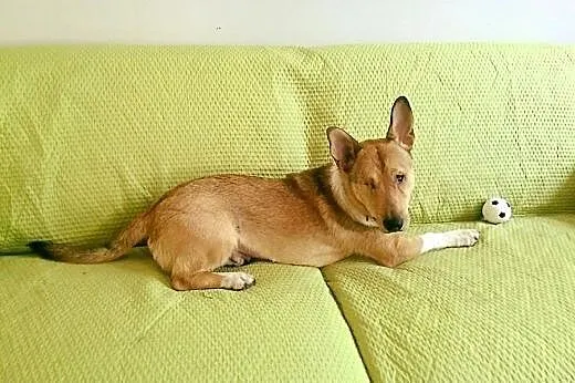 BAŚCIK grzeczny i radosny psiak :-) do adopcji!!!,