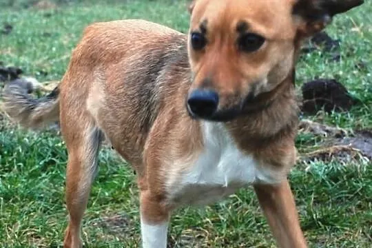 Drobinka - słodka, urocza, wesoła, super przyjazna suczka, adopcja