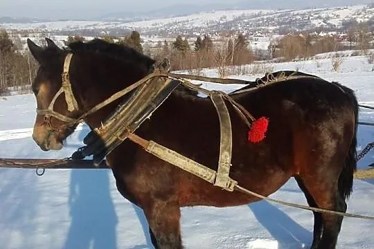 Klacz zimnokrwista