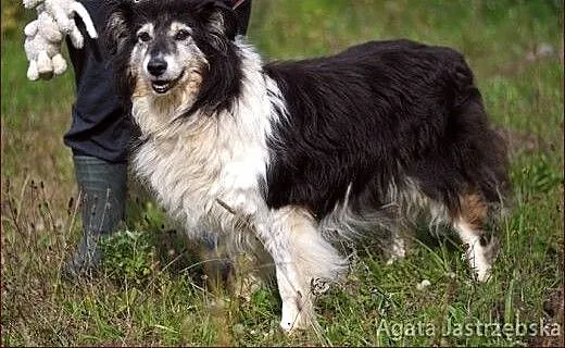 Nadia - skarbek w typie owczarka szkockiego collie