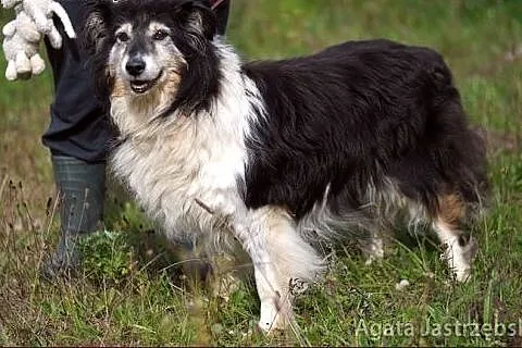 Nadia - skarbek w typie owczarka szkockiego collie