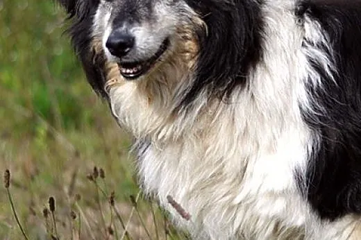 Nadia - skarbek w typie owczarka szkockiego collie