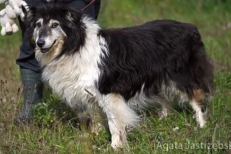 Nadia - skarbek w typie owczarka szkockiego collie