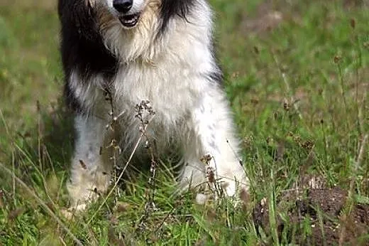 Nadia - skarbek w typie owczarka szkockiego collie