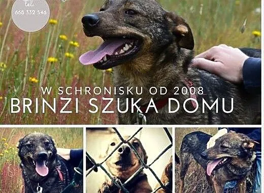 Brinzi to kochana, grzeczna przylepka - aniołek do