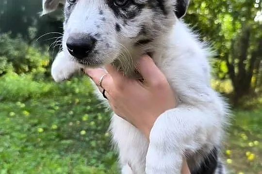 Border colie szczenieta, Wielkopolskie, Koziegłowy