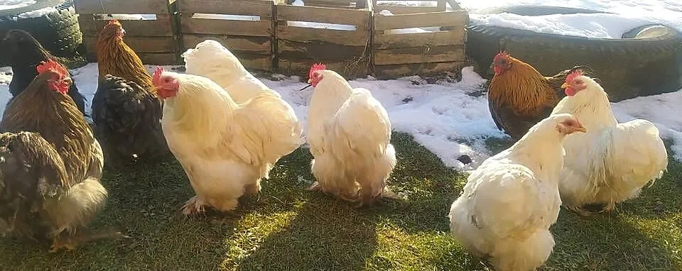 Koguty Kochin karzełek, Podkarpackie, Frysztak