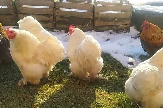 Koguty Kochin karzełek, Podkarpackie, Frysztak