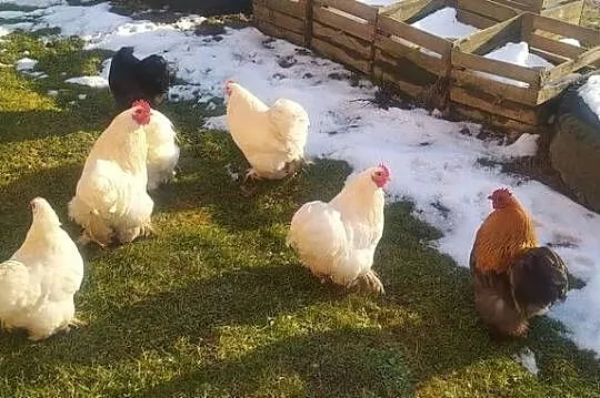 Koguty Kochin karzełek, Podkarpackie, Frysztak