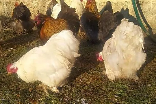 Koguty Kochin karzełek, Podkarpackie, Frysztak
