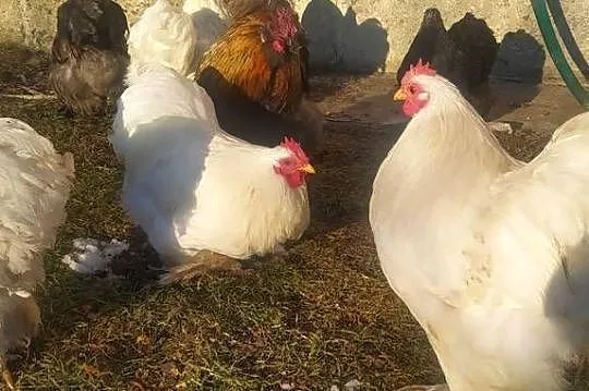 Koguty Kochin karzełek, Podkarpackie, Frysztak