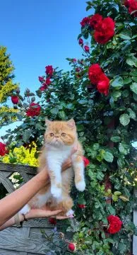 Kot egzotyczny typ przytulasa masKOTKA Garfield piękne umaszczenie rudo - biały, , TUCHÓW