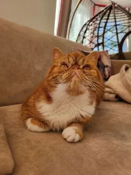 Kot egzotyczny typ przytulasa masKOTKA Garfield piękne umaszczenie rudo - biały, , TUCHÓW