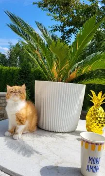 Kot egzotyczny typ przytulasa masKOTKA Garfield piękne umaszczenie rudo - biały, , TUCHÓW