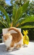 Kot egzotyczny typ przytulasa masKOTKA Garfield piękne umaszczenie rudo - biały