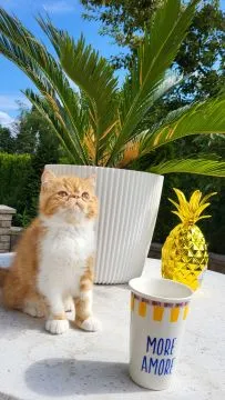 Kot egzotyczny typ przytulasa masKOTKA Garfield piękne umaszczenie rudo - biały, , TUCHÓW
