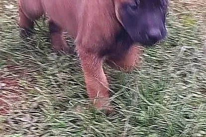 Owczarek Belgijski Malinois FCI, Dolnośląskie, Wrocław