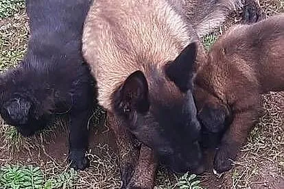 Owczarek Belgijski Malinois FCI, Dolnośląskie, Wrocław