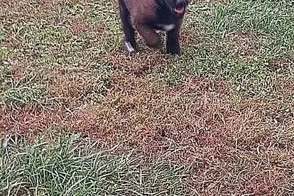 Owczarek Belgijski Malinois FCI, Dolnośląskie, Wrocław