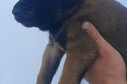 Owczarek Belgijski Malinois FCI, Dolnośląskie, Wrocław
