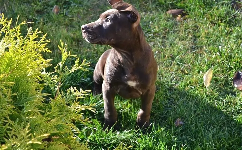 Szczeniaki Pitt Bull