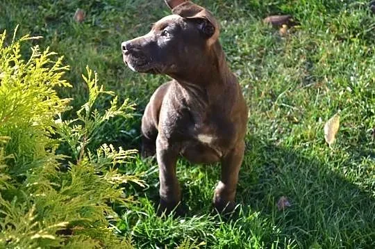Szczeniaki Pitt Bull