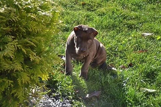 Szczeniaki Pitt Bull