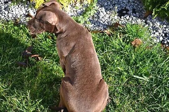 Szczeniaki Pitt Bull