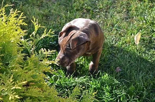 Szczeniaki Pitt Bull