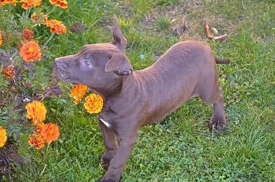 Szczeniaki Pitt Bull