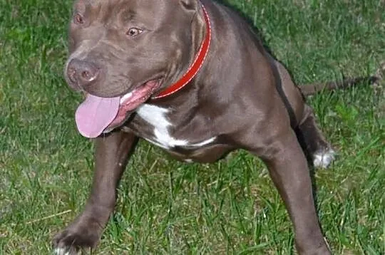 Szczeniaki Pitt Bull