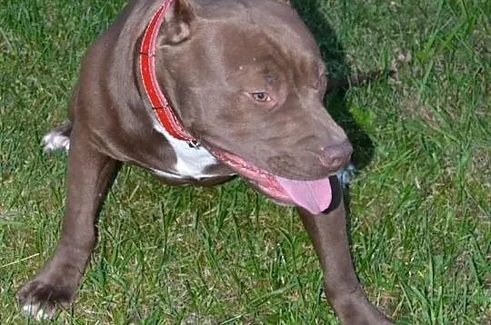 Szczeniaki Pitt Bull