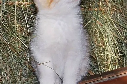 Szukamy odpowiedzialnego domu dla kotki!,  mazowie