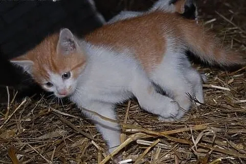 Szukamy odpowiedzialnego domu dla kotki!,  mazowie