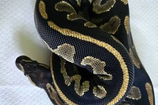 Wąż pyton królewski, python regius samica