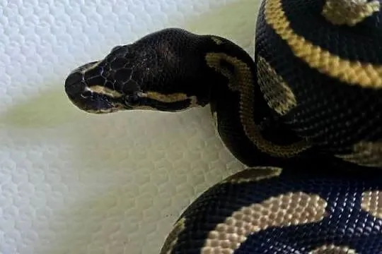 Wąż pyton królewski, python regius samica, Dolnośląskie, Wrocław