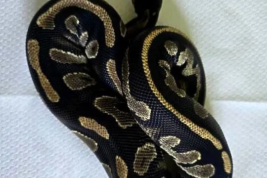 Wąż pyton królewski, python regius samica, Dolnośląskie, Wrocław