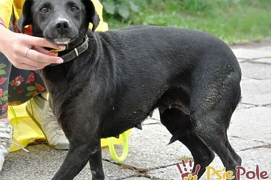 WANESSA-spokojna, grzeczna, przyjazna sunia o wspaniałym usposobieniu, adopcja, Małopolskie, Kraków