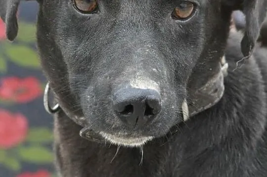 WANESSA-spokojna, grzeczna, przyjazna sunia o wspaniałym usposobieniu, adopcja, Małopolskie, Kraków