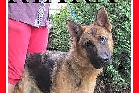 Owczarek niem.mix,młoda 1,5 roczna,przyjazna suczk