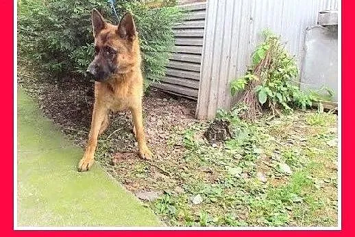 Owczarek niem.mix,młoda 1,5 roczna,przyjazna suczk
