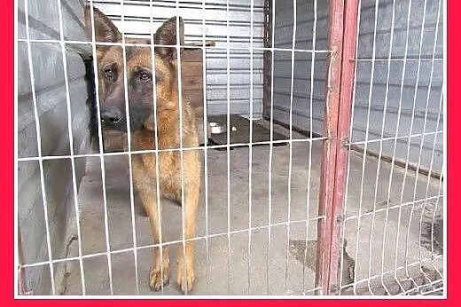 Owczarek niem.mix,młoda 1,5 roczna,przyjazna suczk