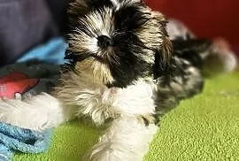 Shih Tzu - chłopcy