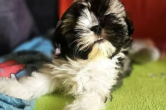Shih Tzu - chłopcy, Śląskie, Częstochowa