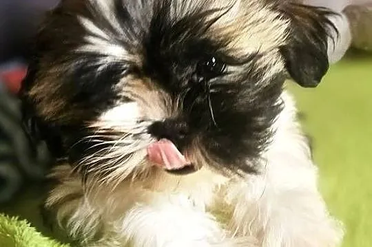 Shih Tzu - chłopcy, Śląskie, Częstochowa