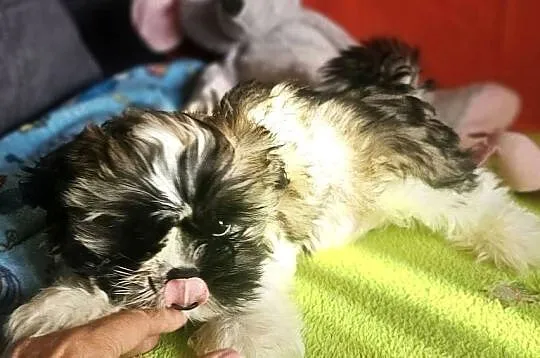 Shih Tzu - chłopcy, Śląskie, Częstochowa