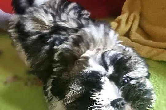 Shih Tzu - chłopcy, Śląskie, Częstochowa