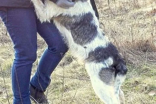 Łatek- uroczy, uległy psiak, mix sznaucerek,  wiel