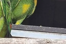 Amazonki niebieskoczelne