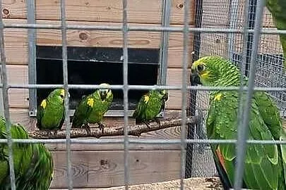 Amazonki niebieskoczelne, Śląskie, Bystra